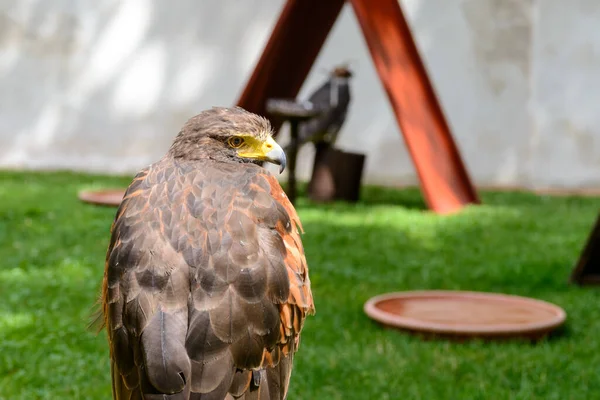 Wonderfull Eagle Portrait Czech Republic — Stock Photo, Image