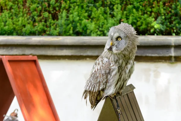 Wonderfull Tawny Owl Potret Republik Ceko — Stok Foto