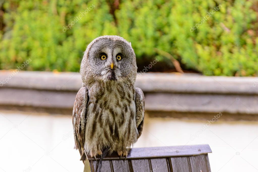 Wonderfull Tawny owl portrait in Czech Republic