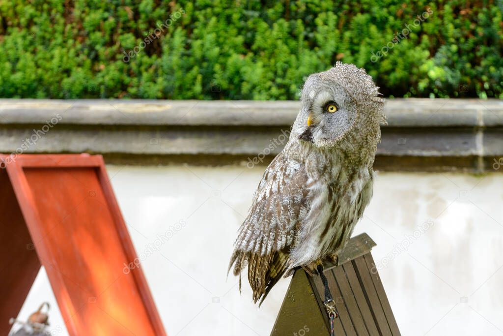 Wonderfull Tawny owl portrait in Czech Republic