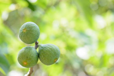 Yeşil incirler hala ağaç dalına bağlı.