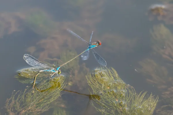 Blaue Libelle — Stockfoto