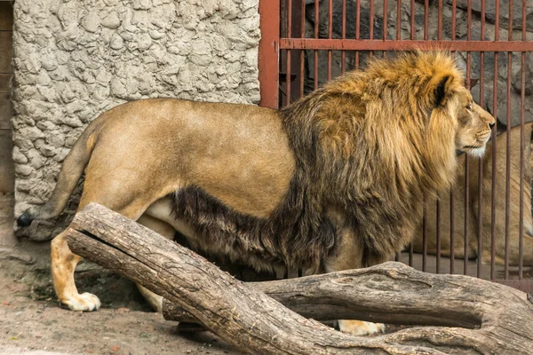 Lew straży — Zdjęcie stockowe