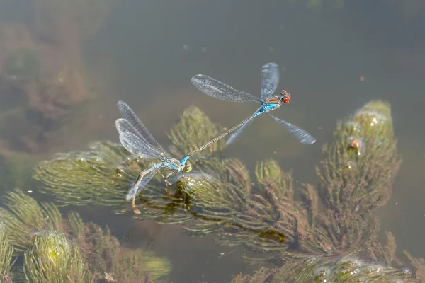 Fortpflanzung der blauen Libelle — Stockfoto