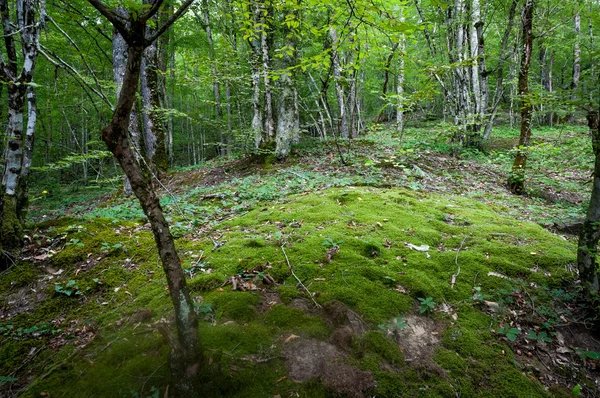 Bosque — Foto de Stock