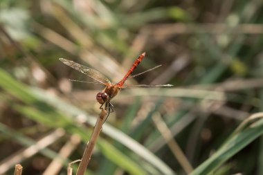 Kırmızı yusufçuk