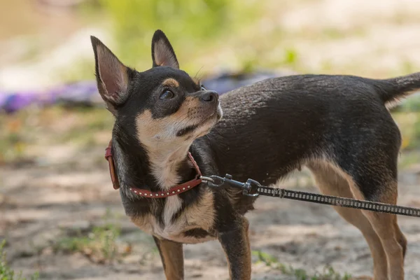 Chihuahua knuffel — Stockfoto