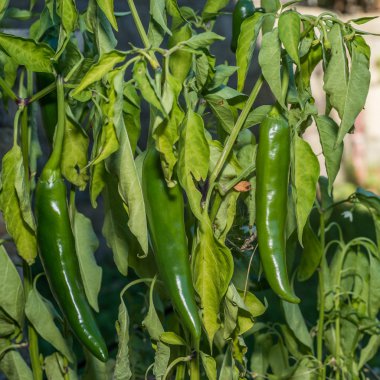 Yeşil biber 1