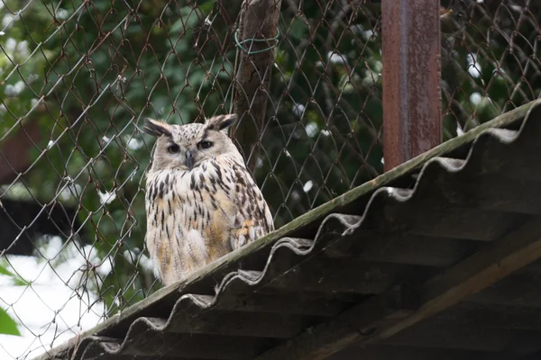 Burung hantu 2 — Stok Foto