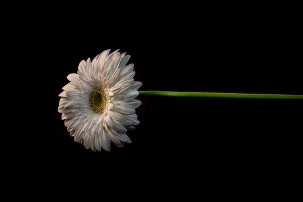 分離の花 — ストック写真