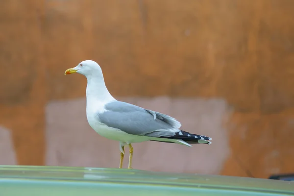 Seagull — Stock Photo, Image