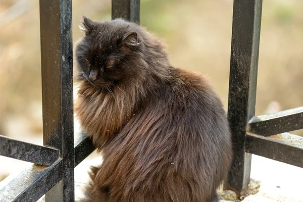 Şehirdeki kedi.