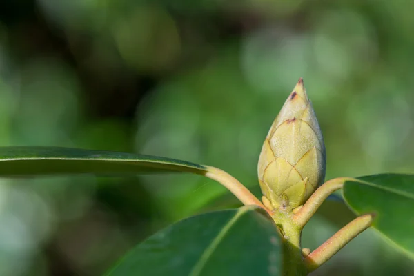 Rhododendron — Stock Fotó