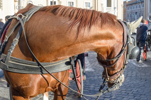 Caballo —  Fotos de Stock