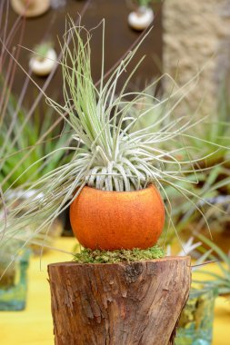 tillandsia bitkiler