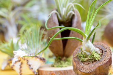 tillandsia bitkiler