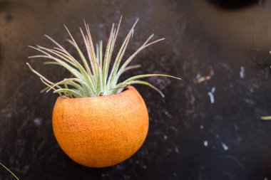 tillandsia bitkiler
