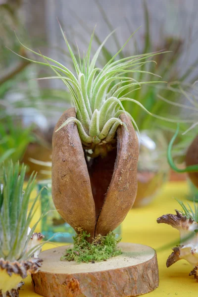 Tillandsia roślin — Zdjęcie stockowe
