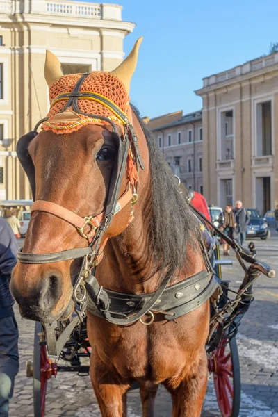 Häst — Stockfoto