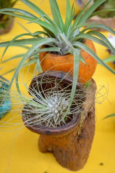 Tillandsia roślin — Zdjęcie stockowe