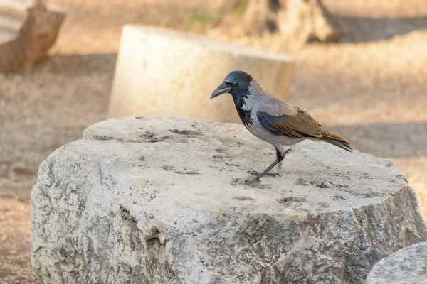 Crow in Rome — Stock Photo, Image