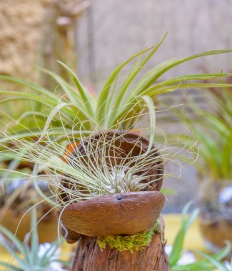 tillandsia bitkiler