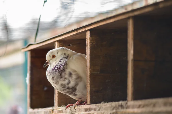 Pidgeon — Stock Photo, Image