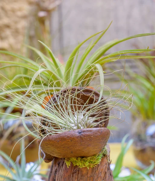 Tillandsia bitkiler Stok Resim