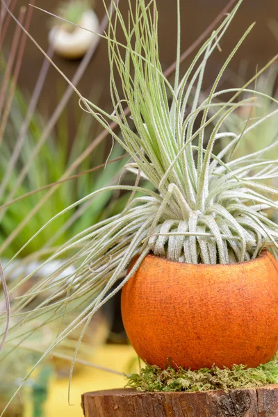 Tillandsia bitkiler Telifsiz Stok Fotoğraflar