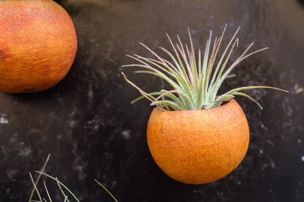 Tillandsia rostliny — Stock fotografie