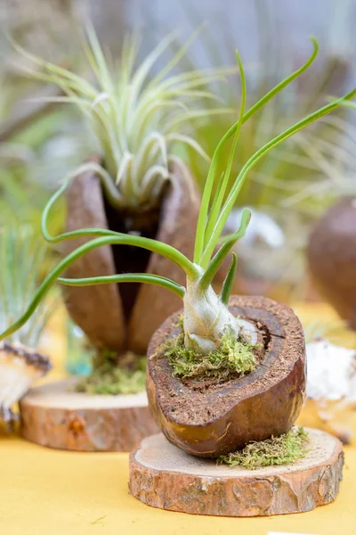 Tillandsia rostliny — Stock fotografie