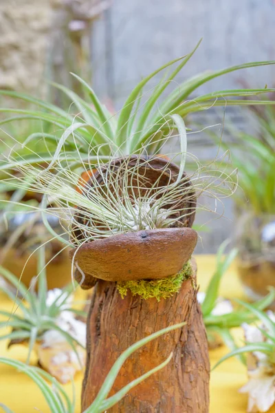 Tillandsia roślin — Zdjęcie stockowe