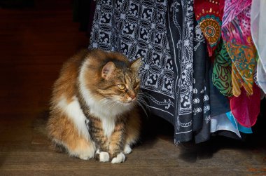 beautiful cat observes the people passing in front of an entrance of a shop in istanbul