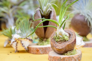 tillandsia bitkiler