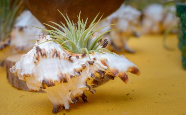 tillandsia bitkiler