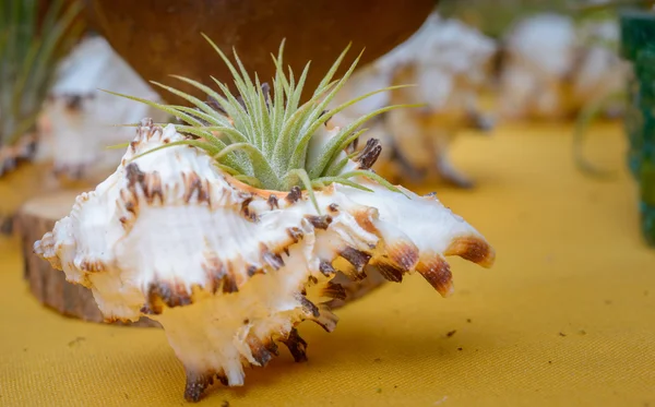 Tillandsia rostliny — Stock fotografie