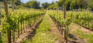 İtalyan yeşil bağ