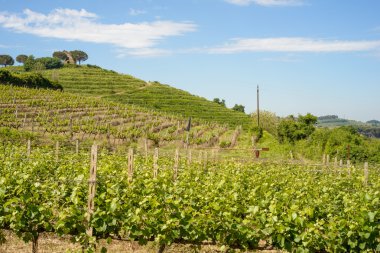 İtalyan yeşil bağ