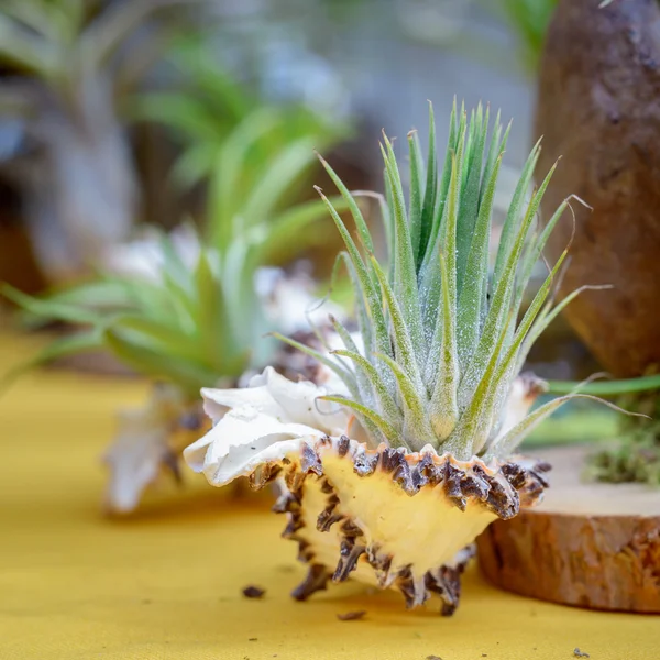 Composición de Tillandsia — Foto de Stock