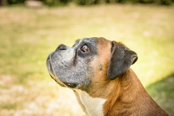 Deutscher boxer hond — Stockfoto