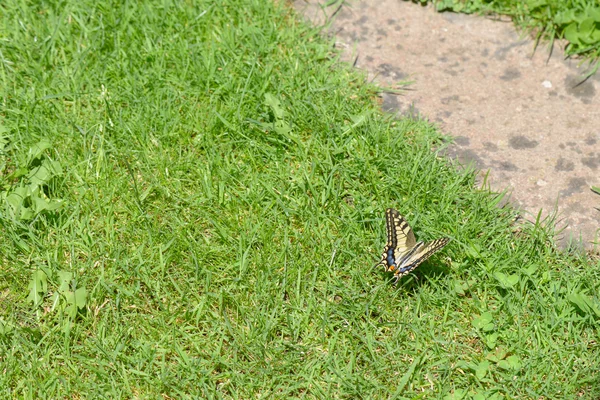 Borboleta na grama — Fotografia de Stock