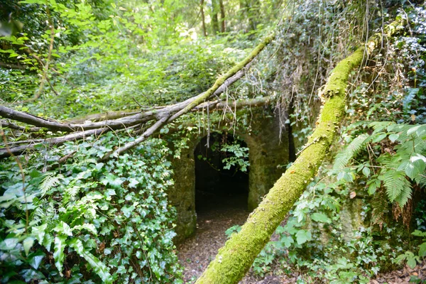 Castillo en ruinas en un bosque —  Fotos de Stock