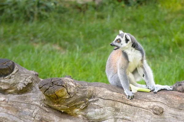 Ahşap üzerine lemur — Stok fotoğraf