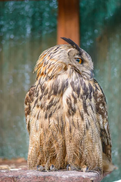 Burung hantu besar beristirahat — Stok Foto