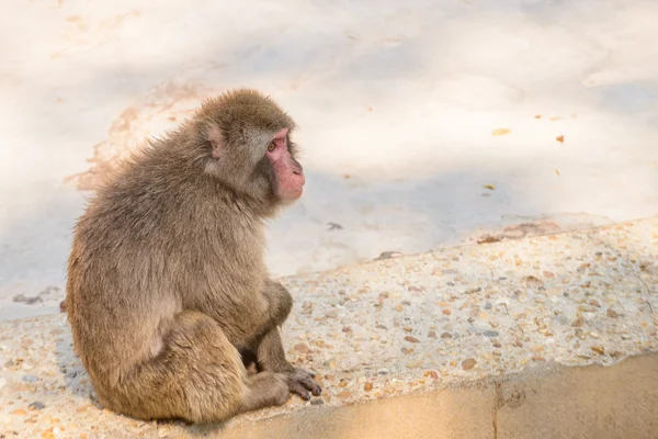 Мавпа сидить думаючи про те, що ? — стокове фото