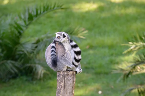 Ahşap üzerine lemur — Stok fotoğraf