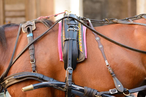 馬と装飾 — ストック写真
