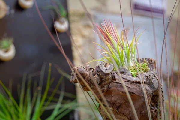 Orchidee Tillandsia planten — Stockfoto