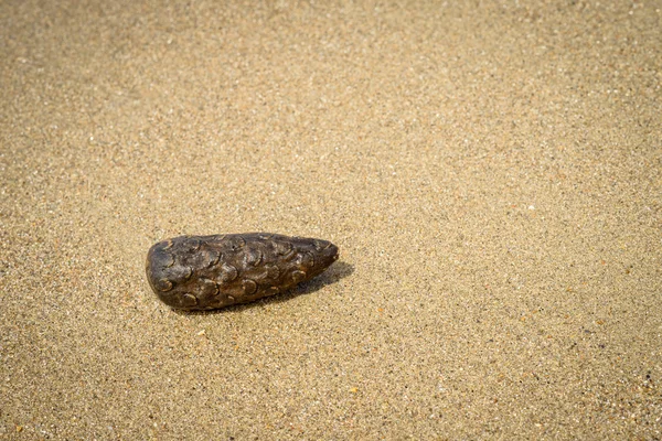 Cono de pino sobre arena —  Fotos de Stock