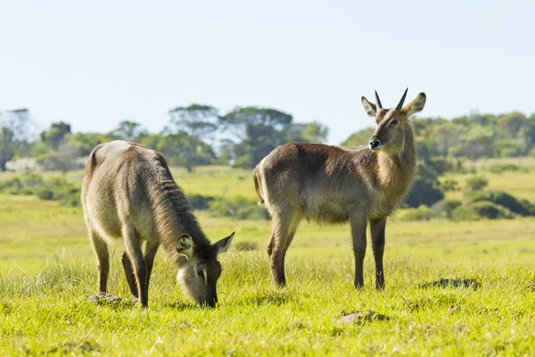 Dos waterbuck de pie y pastoreo —  Fotos de Stock